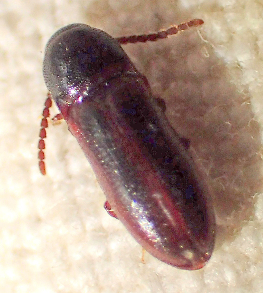 Xylophilus cylindriformis