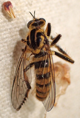 Callinicus pollenius