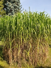 Miscanthus × longiberbis