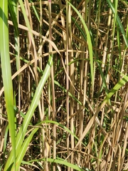 Miscanthus × longiberbis