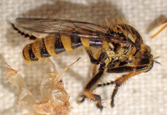 Callinicus pollenius