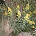 Rand's Goldenrod - Photo (c) Anita, some rights reserved (CC BY-NC-SA)