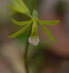 Nervilia concolor