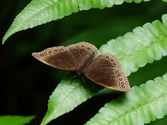 Ethope himachala