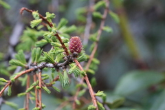 Larix potaninii