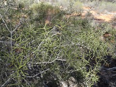 Acacia nyssophylla