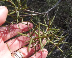 Acacia nyssophylla
