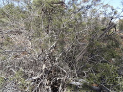 Acacia nyssophylla