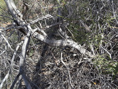 Acacia nyssophylla