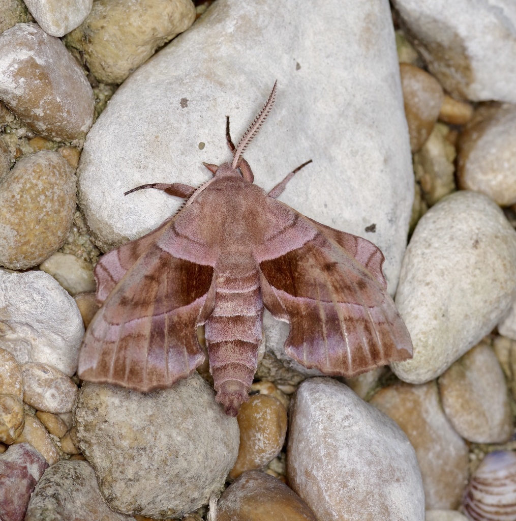 Walnut Sphinx Moth