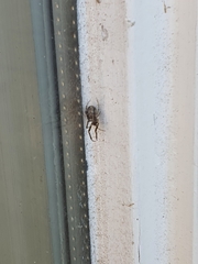Araneae