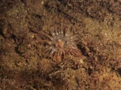Urticina felina