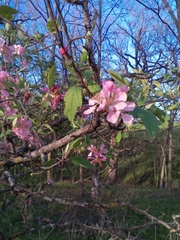 Malus ioensis