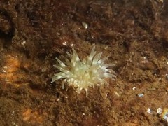 Urticina felina