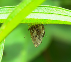 Catapaecilma major