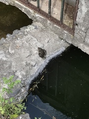 Lithobates montezumae