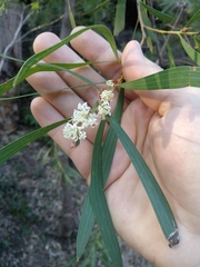 Hakea dactyloides