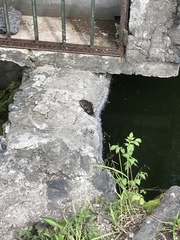 Lithobates montezumae