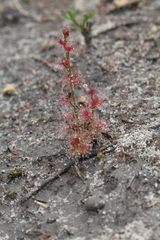 Drosera platypoda