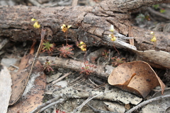 Drosera verrucata