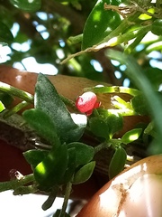 Chenopodium triandrum