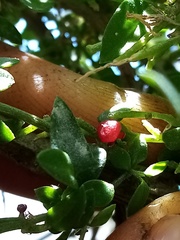 Chenopodium triandrum