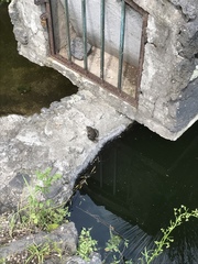 Lithobates montezumae