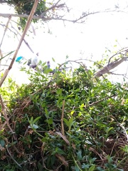 Chenopodium triandrum