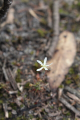 Drosera verrucata