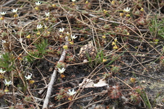 Drosera verrucata