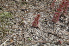 Drosera platypoda