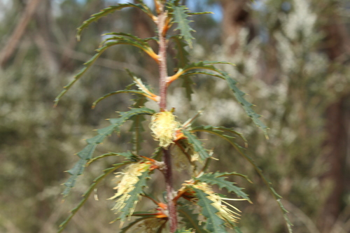 Image of Banksia serra by (c) Em Lamond, some rights reserved (CC BY)