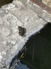 Lithobates montezumae