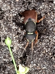 Staphylinus caesareus