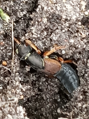 Staphylinus caesareus