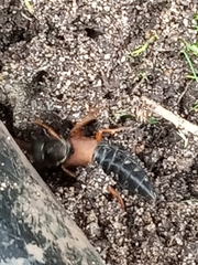Staphylinus caesareus