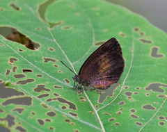 Arhopala perimuta
