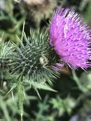 Misumenoides