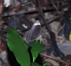 Mycalesis anaxias