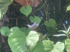 Zosterops mauritianus