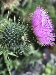 Misumenoides