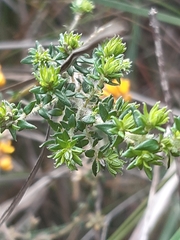 Pultenaea stricta