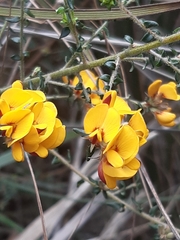 Pultenaea stricta