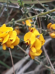 Pultenaea stricta