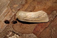 Photedes minima