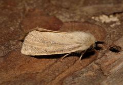Photedes minima