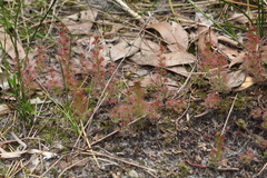 Drosera platypoda