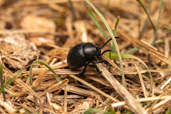 Timarcha goettingensis