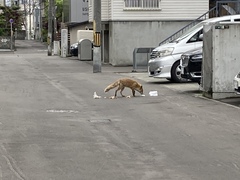 Vulpes vulpes schrencki