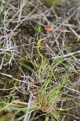 Phylloglossum drummondii